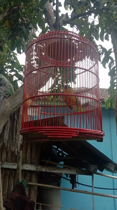 anakan kutilang emas baru belajar bunyi. #kicaumania