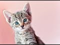 Very Cute kittens pair Fighting | Mother cat Sleeping | Cat videos compilation 2023