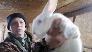 картинка: кролики 🐰 почему серебро, а не панон