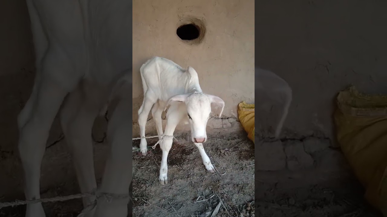 Ch 024# latest gulabi nokra