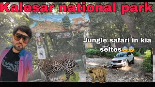 Jungle safari in kia seltos at kalesar national park yamunanagar (HARYANA)❤️❤️🇮🇳🇮🇳🇮🇳