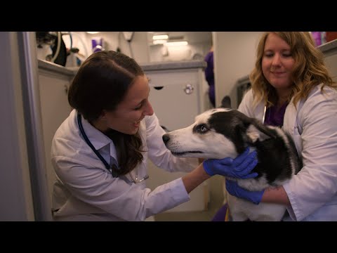 K-State Vet Med Virtual Tour - Shelter Medicine