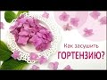 ЮВЕЛИРНАЯ СМОЛА || Гортензия || Как засушить цветы? How to dry a hydrangea?