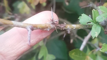 Comment reconnaître l'arbre d'aubépine ?