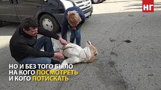 Национальная выставка собак в Костанае Национальная выставка собак в Костанае