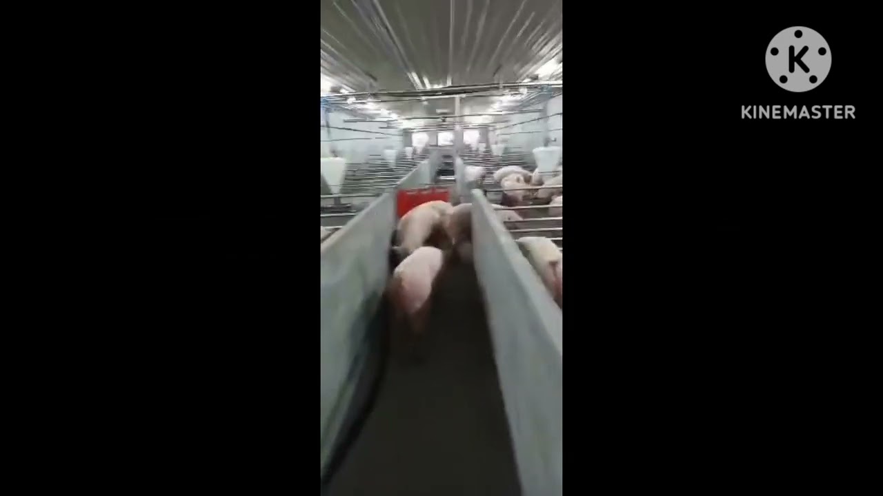 High tech na hog grower to finisher facility..👀👀👀