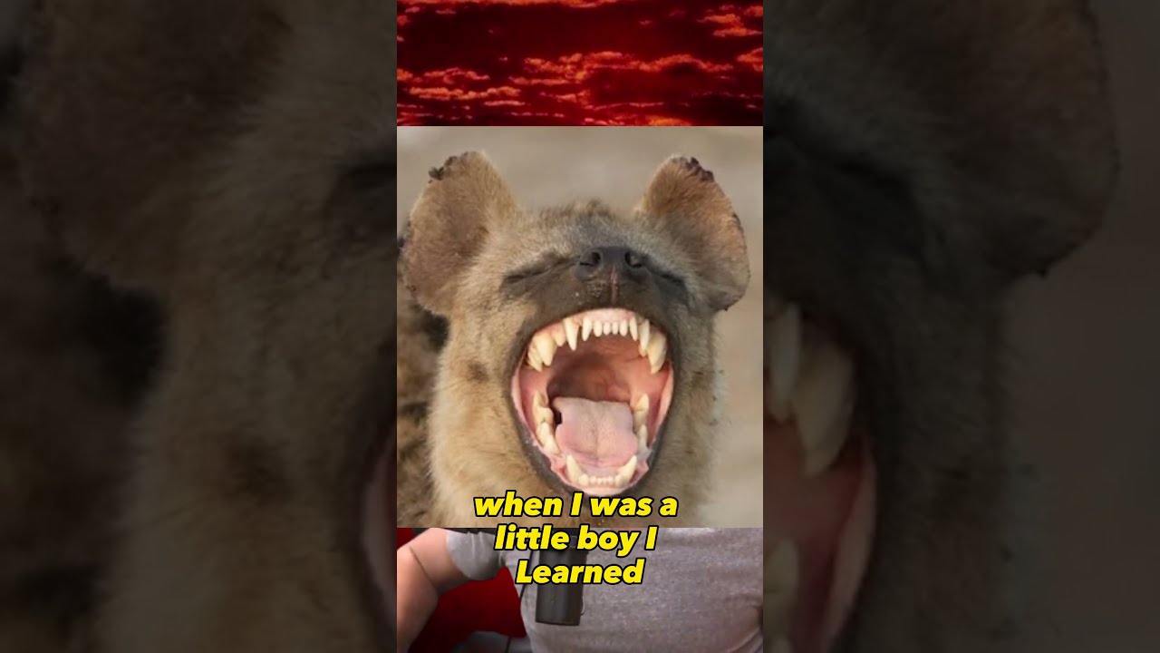 Animal With Strongest Biting Pressure In The World Nature Science Animals Hyena Shorts Africa