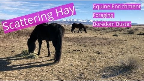 Equine Enrichment - Scattering Hay - Foraging - Boredom Buster