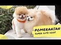 Tiktok| POMERANIAN SUPER FLUFFY Dog Breeds Compilations