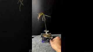 Tesla coil + plants (episode1)