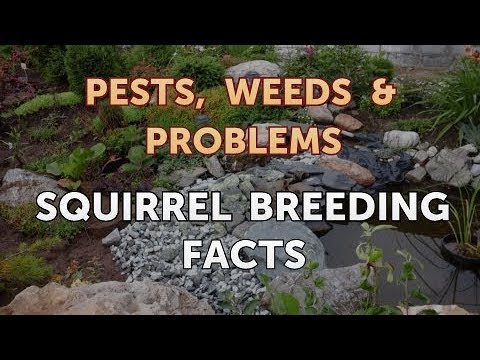 Squirrel Breeding Facts