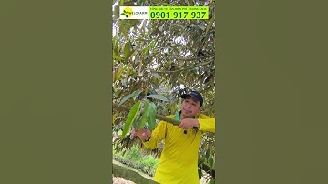 Tỉa cành tăm cành vô hiệu cành bơi cành đực để vườn thông thoáng ít bệnh hại