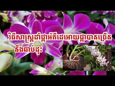 fohow to grow Orchid flowerr free and faster របៀបដាំផ្កាអ័រគីដេ