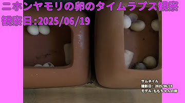 【Memorandum】 2025年06月19日 RPi-Cam-Web-Interfaceを用いたニホンヤモリの卵のTimelapse観察