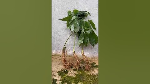 #sâm_ngọc_linh 140gam/3 củ sâm cực kì xinh thân ngắn tí tẹo giá 2.1tr  #sâm_ngọc_linh