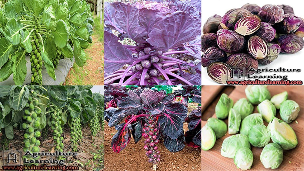 ব্রাসেলস স্প্রাউট চাষাবাদ পদ্ধতিWhen and how to grow Brussels sprouts