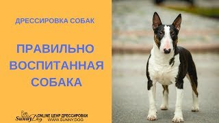 Дрессировка собак. Правильно воспитанная собака. Дрессировка собак. Правильно воспитанная собака.