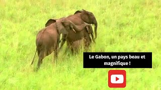Le Gabon, un pays beau et magnifique !
