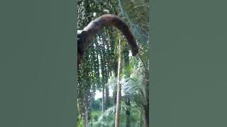 ciri ciri pohon aren yang paling berkualitas...