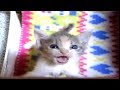 子猫保護　箱から出しての鳴き声がかわいすぎる