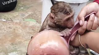 Cute Baby Monkey Take A Bath By Own's 2169247756710130