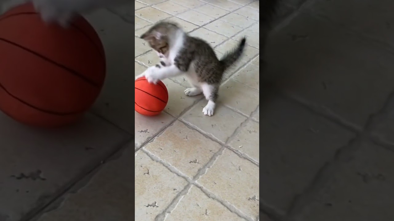 Momen Kucing Imut yang Bikin Ngakak! 😂 