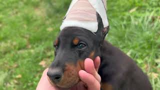 Black Doberman Female - Cream Collar by Von Hohenhalla Dobermans 323 views 1 year ago 1 minute, 29 seconds