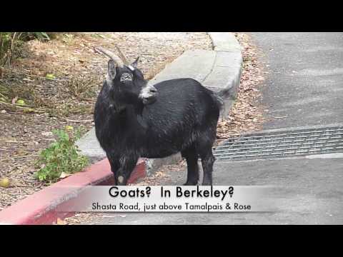 Shasta Road Goat