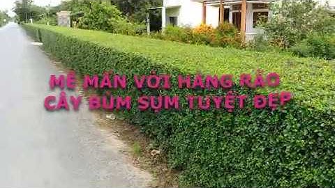 Mê mẩn với hàng rào cây bùm sụm tuyệt đẹp