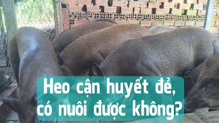 Heo cận huyết đẻ, có nuôi được không?