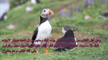 ما تيسر من سورة آل عمران للقارئ محمد أسامة حمدى