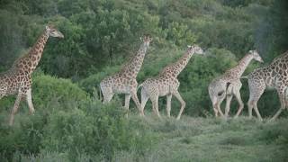 Kariega Game Reserve Wildlife | Südafrika Luxushotel | EWTC screenshot 1