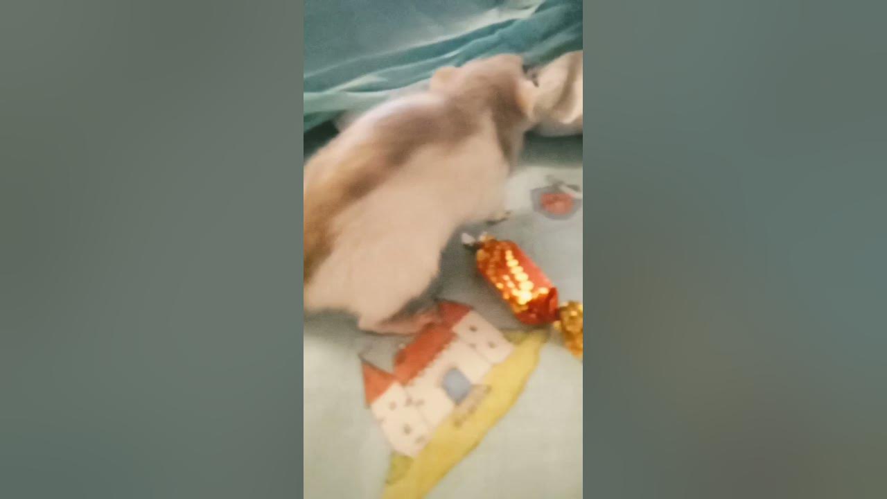 крыса гигант - YouTube