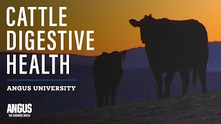 CATTLE DIGESTIVE HEALTH - Improving Digestion Health in Cattle | Trevor Tuell