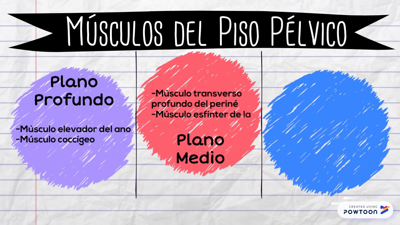 Video Anatomía Prolapso uterino Parte 1 - YouTube