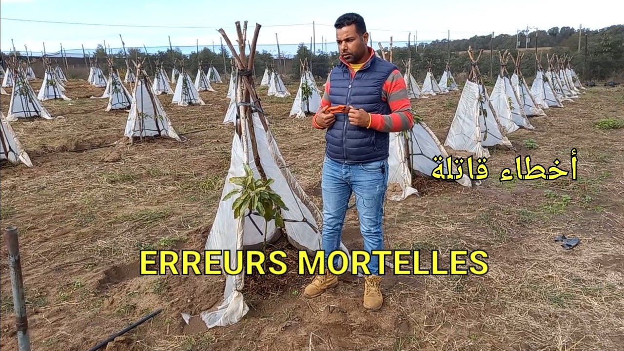 🛑 deadly faults in avocado tree البلاستيك يسبب موت شجرة الافوكادو