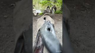 #ЛЕБЕДЬ ЕЩЕ ТОТ ГУСЬ 😂