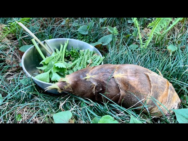 Bamboo shoots and wild vegetables paradise 20/4/7 - YouTube