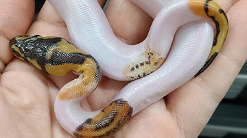 Paradox Pied ball python 🤡 🥧