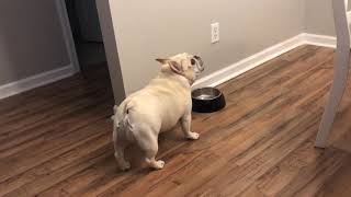 Angry French Bulldog on Diet Throws Tantrums for Not Getting Food  1065754