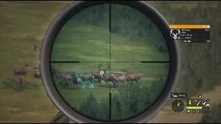 Red Deer Feeder Run on Hirschfelden