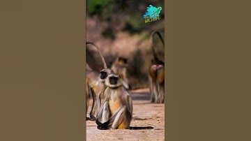Interesting Facts About Monkeys. #shorts  #monkey #wildlife