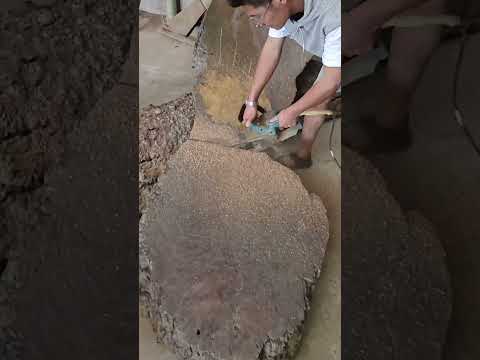 The boss said that the 3-meter-long golden camphor tree burl slab should be cut as soon as possible