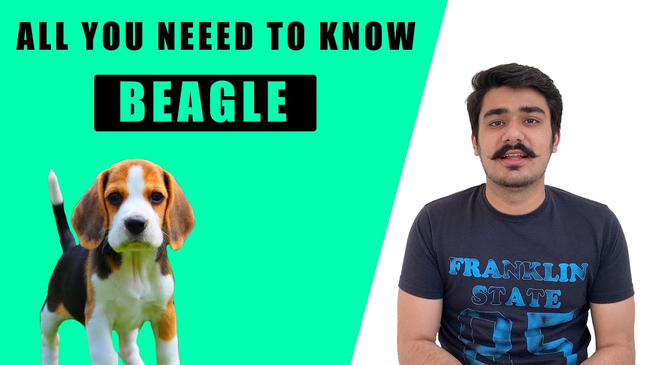 beagle t shirt india