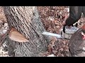 DANGEROUS TREES! Severe Lean, How to fell a tree with hard lean