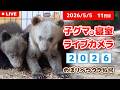 5月5日 子グマの寝室ライブカメラ のぼりべつクマ牧場