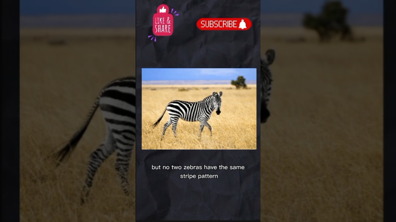 Zebra Stripes = Fingerprints? 