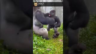 Gorilla Mom Owns Dad For Making Baby Cry