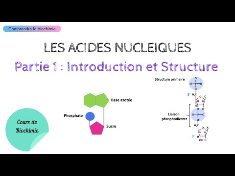 Vidéo: Comment s'appelle le polymère d'acides nucléiques ?