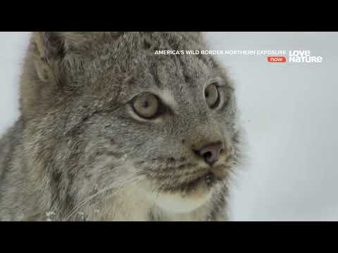 Видео: В животных, пересекающих новые горизонты?